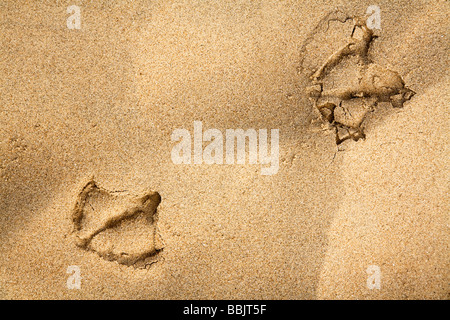 Fußabdrücke Stockfoto