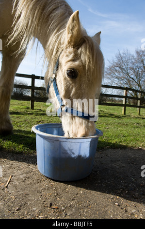 Pferd genießt die Fütterungszeit im Fahrerlager mit Futter im Eimer Stockfoto