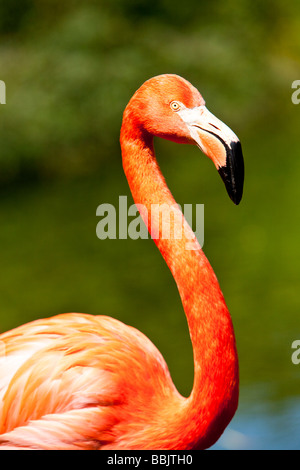 Rosig Flamengo oder American Flamingo oder Karibik Flamingo (Phoenicopterus Ruber) Stockfoto