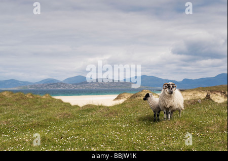 Schafe auf Machair, Traigh Scarista Strand, Isle of Harris, äußeren Hebriden, Schottland Stockfoto