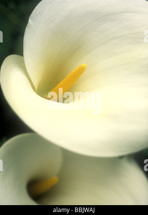 Zantedeschia Aethiopica - Arum Lilie Stockfoto