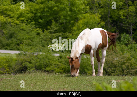 Tobiano-Farben-Pferd grasen auf der grünen Wiese an einem sonnigen Tag Stockfoto