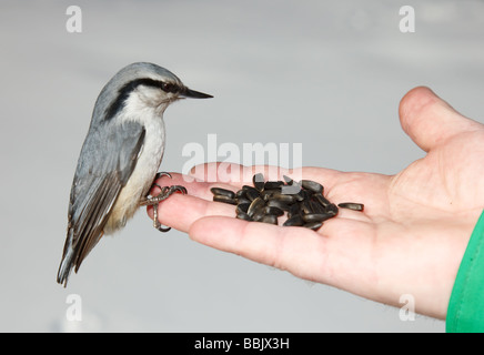 Nussknacker, die Landung auf der menschlichen hand Stockfoto