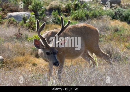 Mule Deer Buck in Pebble Beach, Kalifornien. Stockfoto