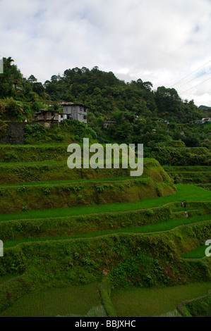 Banaue Reis-Terrassen, Banaue, Ifugao, North Luzon, Philippinen Stockfoto