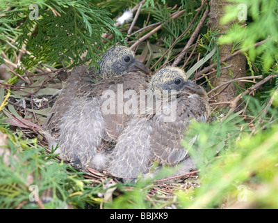 Ringeltaube Küken im nest Stockfoto