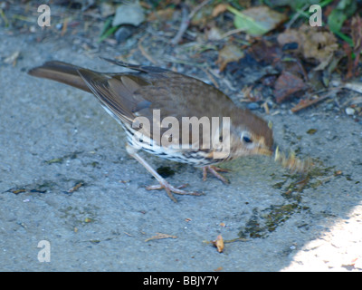Singdrossel, Turdus Philomelos, schlug eine Schnecke gegen den Boden die Schale zu brechen Stockfoto