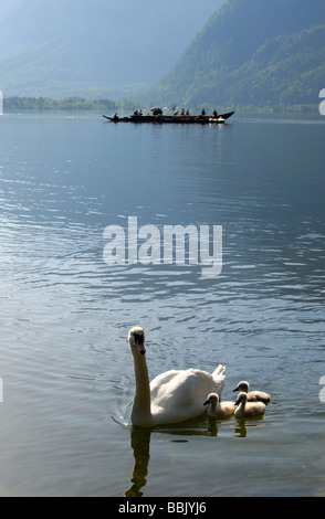 Swan und Fischerboot auf Traun See in Hallstatt Dachstein Salzkammergut Region Oberösterreich Stockfoto