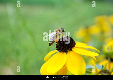 Honigbiene Apis Mellifera Landung auf eine Blume an einem Sommernachmittag. Biene, Blume, grün, Natur, Insekten, Landung, fliegen Stockfoto