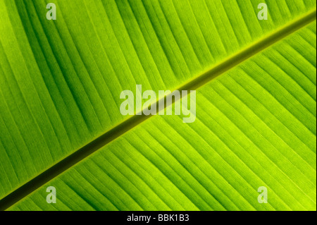 Blatt aus einer Bananenstaude von hinten angestrahlt Stockfoto