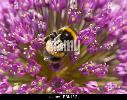 White tailed Bumble Bee (Bombus Lucorum) auf Allium Blume, UK Stockfoto