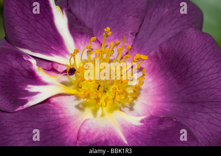 Rhapsodie in Blau Blue Rose Stockfoto