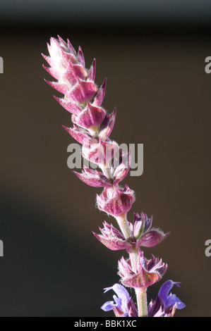 Salvia Nemorosa wilder Salbei Stockfoto