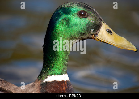 Nahaufnahme des Kopfes eine männliche Stockente Stockfoto