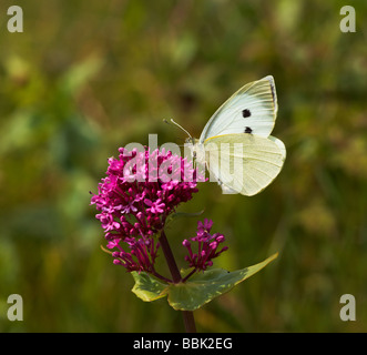 Schmetterling groß weiß auf rot Baldrian Stockfoto