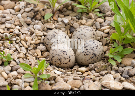 Flußregenpfeifer Charadrius Dubius kleine Flussregenpfeifer Regenpfeifer Bayern Deutschland nest mit Eiern Stockfoto