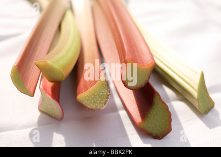 Geschnittenen Rhabarber Rheum rhabarbarum Stockfoto