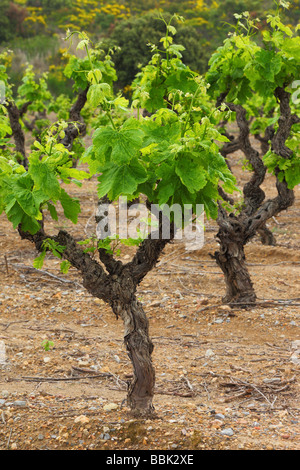 Alte Weinblätter knorrige Reben mit jungen grünen Frühling Minervois Languedoc-Roussillon Frankreich Vitis vinifera Stockfoto