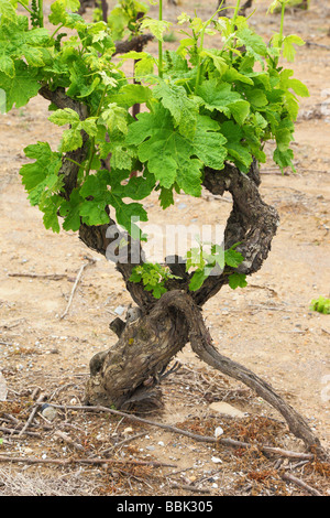 Alte Weinblätter knorrige Reben mit jungen grünen Frühling Minervois Languedoc-Roussillon Frankreich Vitis vinifera Stockfoto