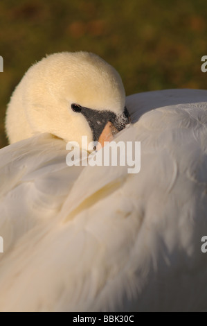 Höckerschwan Cygnus Olor ruht in der Nachmittagssonne am Ufer des River Stour Mistly Essex PM Octber Stockfoto