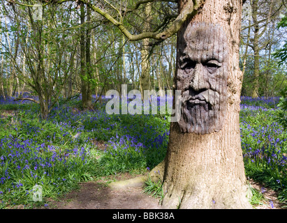 Gesicht geschnitzt im Baum mit Glockenblumen blühen im Wald in der Nähe von Canterbury, Kent, UK Stockfoto