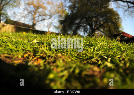Ein Boden perspektivisches Bild genommen in einem öffentlichen Park, zeigt die Boden-Boden, Rasen Bed and rund um Bäume, Sträucher und Häuser. Stockfoto