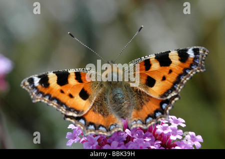 Kleiner Fuchs Schmetterling Aglais urticae Stockfoto