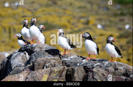 Gruppe der Papageientaucher (Fratercula Arctica) in Schottland. Stockfoto