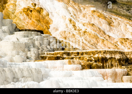 malerische Aussicht von Mammoth Hot Springs im Yellowstone-Nationalpark Stockfoto