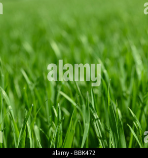 Mais-Feld im Frühjahr mit Fokus auf Vordergrund Blatt mit Wassertropfen. Stockfoto