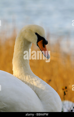 Höckerschwan Cygnus Olor am Ufer des River Stour Mistley Essex Stockfoto