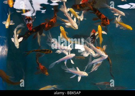 Koi Karpfen in einem aquatischen Shop Teich schwimmen in der Nähe der Oberfläche, die Suche nach Nahrung und Aufmerksamkeit Stockfoto