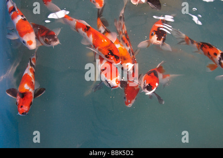 Koi Karpfen in einem aquatischen Shop Teich schwimmen in der Nähe der Oberfläche, die Suche nach Nahrung und Aufmerksamkeit Stockfoto