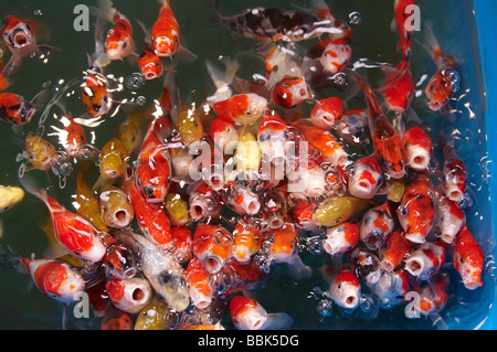 Koi Karpfen in einem aquatischen Shop Teich schwimmen in der Nähe der Oberfläche, die Suche nach Nahrung und Aufmerksamkeit Stockfoto