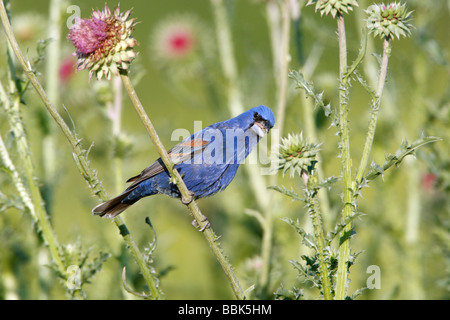 Blaue Kernbeißer gehockt Distel Wildlfower Blüten Stockfoto