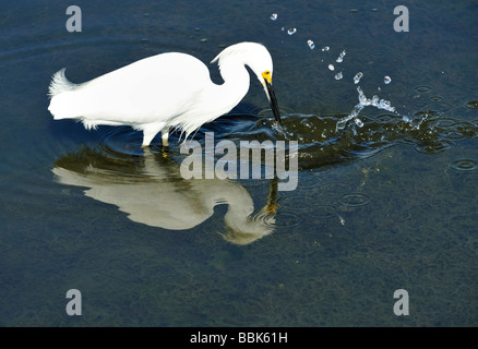 Das Bolsa Chica Ecological Reserve - ein State Marine Conservation Area (SMCA), Huntington Beach CA Stockfoto