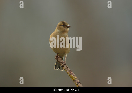 Buchfink auf Niederlassung in Devon Jan 2009 Stockfoto