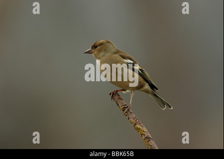 Buchfink auf Niederlassung in Devon Stockfoto