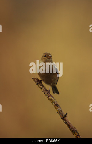 Buchfink auf Niederlassung in Devon UK Stockfoto