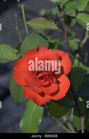 Rosa; Strauch-Rose; " La Sevillana "einzelne Blume. Stockfoto