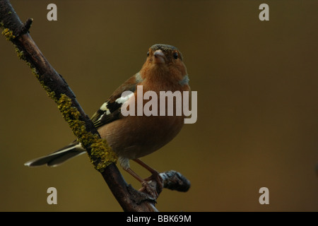 Buchfink auf Niederlassung in Devon UK Stockfoto