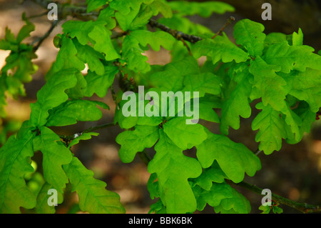 Junge Eiche Baum Quercus Robur verlässt Tunstall Forest Suffolk England Stockfoto