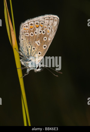 Gemeinsame blaue Schmetterling ruht am frühen Morgen Stockfoto