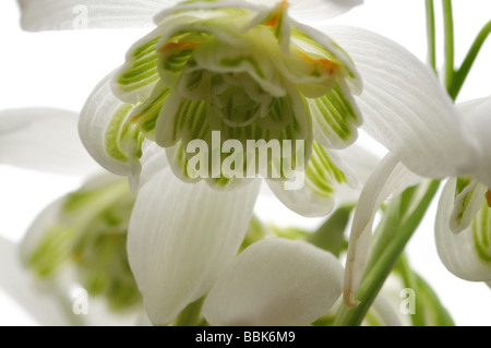 Schneeglöckchen Galanthus Nivalis Rendlesham Forest Suffolk Februar Stockfoto