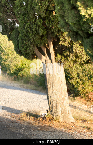 Sonnendurchfluteter Zypressenbaum in der Toskana. Stockfoto