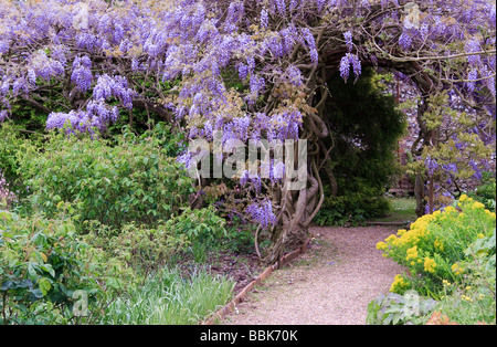 Lila Wisteria Strauch Stockfoto