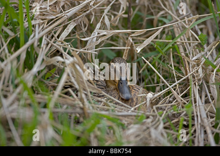 Stockente (Anas Platyrhynchos) weiblich am Nest - New York - USA - in jedem nassen Lebensraum von Stadtparks, Tundra Teiche gefunden Stockfoto