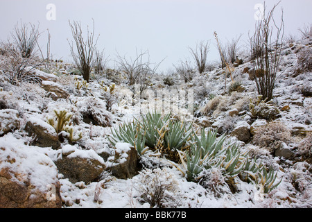 Schnee in Kalifornien Anza Borrego Desert State Park Stockfoto