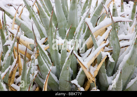 Schnee in Kalifornien Anza Borrego Desert State Park Stockfoto