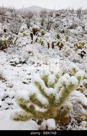 Schnee in Kalifornien Anza Borrego Desert State Park Stockfoto